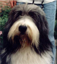 Bearded-Collie-R�de Sergeant Pepper`s Emotion of a Big Love