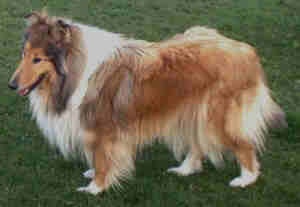 Collie-H�ndin Golden Rhudy von der Steinskl�be